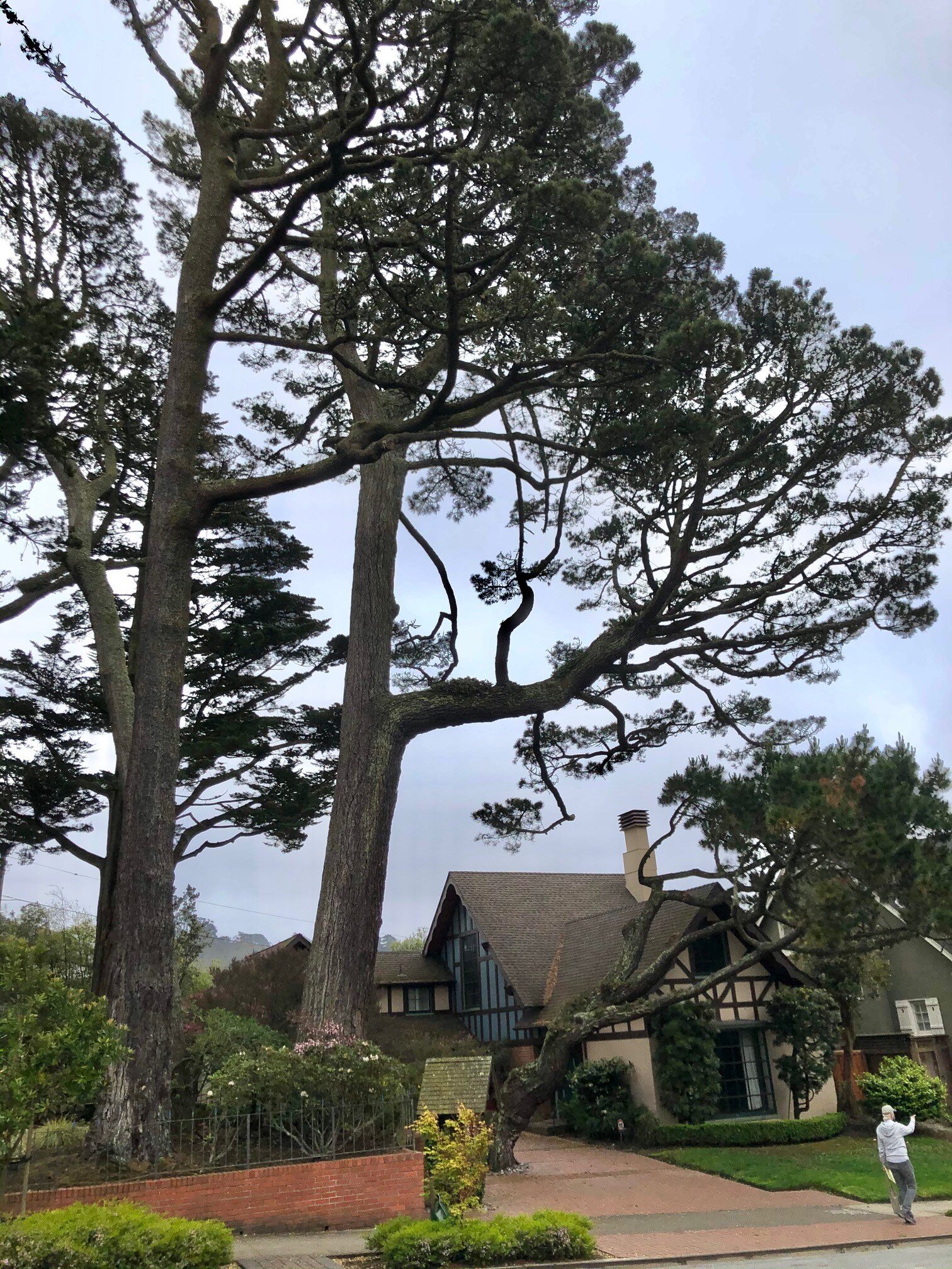 Forest Hill Tree Tour 5-15-21 — San Francisco Trees